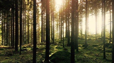 The Finnish firm UPM encourages the sustainable management of its forests.