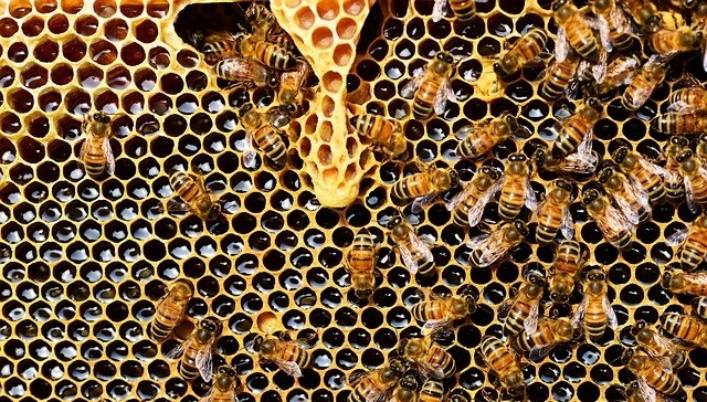 GROUPE LEADER installe des ruches pour la biodiversité