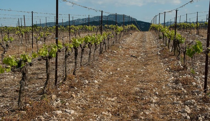 Les Vignerons de Buzet s’engagent pour une viticulture responsable