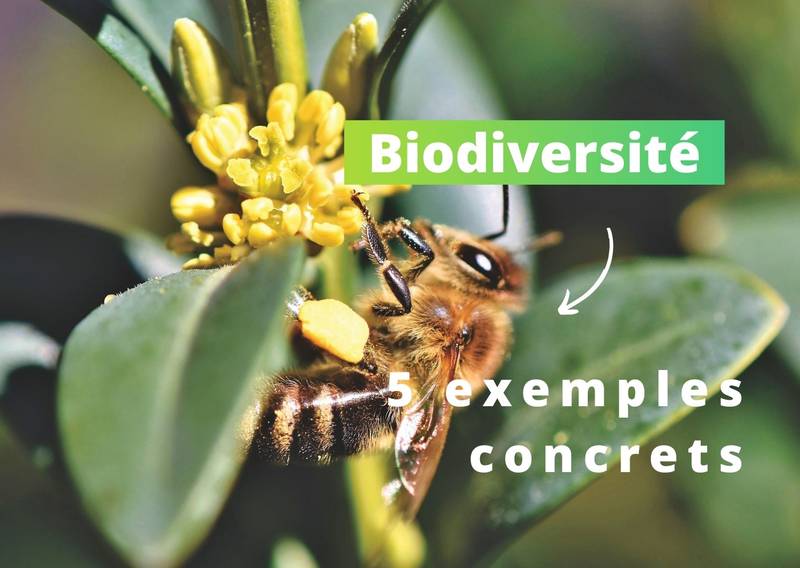 Biodiversité : 5 façons de préserver les écosystèmes à l’échelle de l’entreprise