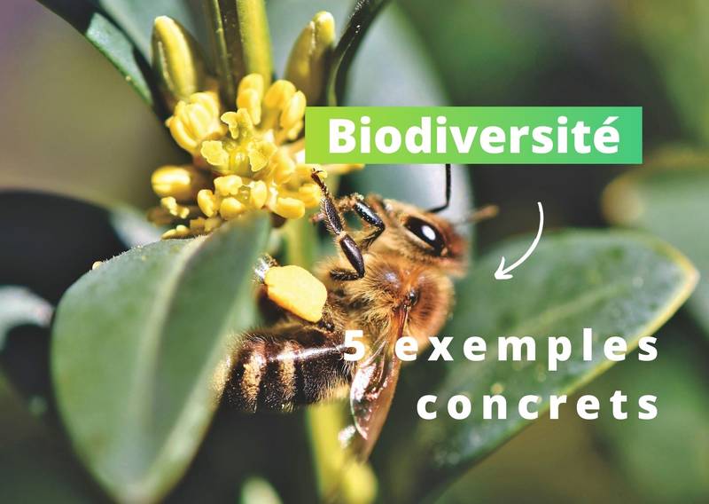 Biodiversité