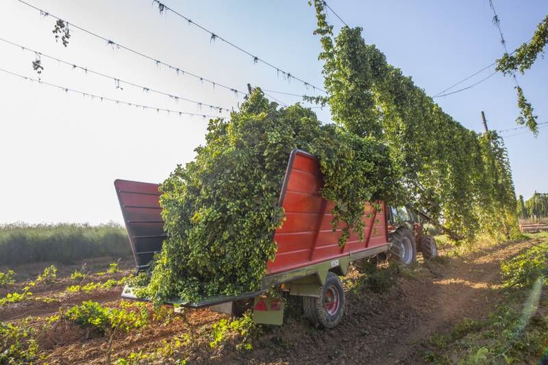 Création d’une filière locale de houblon bio avec le LYCEE d’OBERNAI par LA FONDATION KRONENBOURG