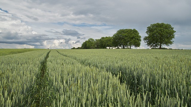BONDUELLE définit une charte d’approvisionnement pour une agriculture respectueuse de l’environnement