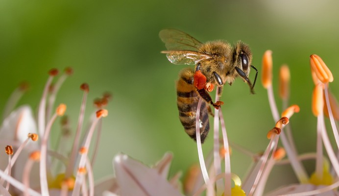 Produire Durablement avec BZZZZ  de T&B VERGERS