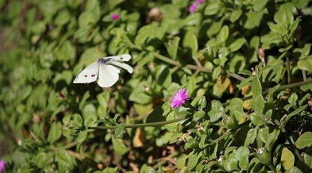 Sensibiliser les adultes et les enfants à la préservation des plantes sauvages avec le CBNBL