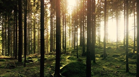 L’horticulteur GASMA utilise l’énergie au bois