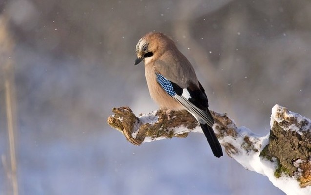 Nacarat développe une collaboration avec la Ligue de Protection des Oiseaux (LPO)