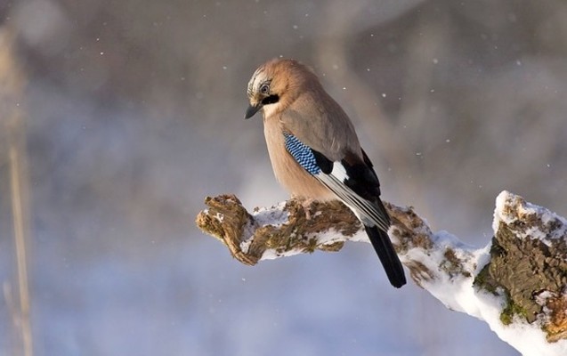 Nacarat is developing links with the Ligue de Protection des Oiseaux (LPO)