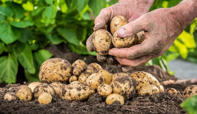 MAISON CANLER crée un nouveau site plus respectueux de l’environnement