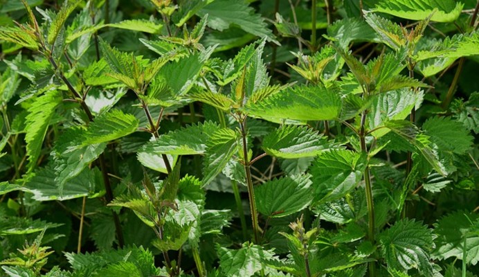 PHYTOFLA: Rassemble ses parties prenantes pour favoriser l’accès aux plantes médicinales.